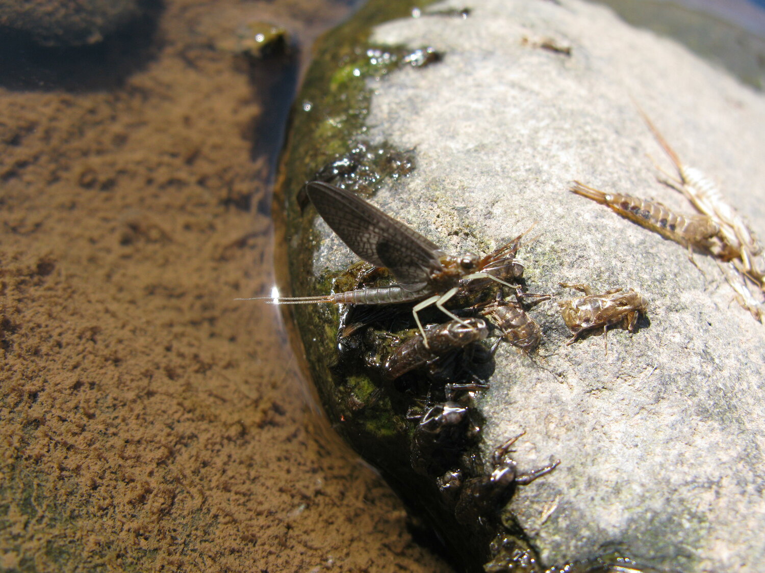 Isonychia mayflies, hatching along the Esopus Creek.
